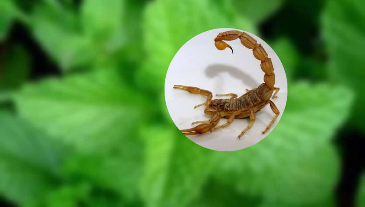 Conoce las tres plantas perfectas para ahuyentar alacranes de tu hogar