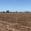 Ciclo agrícola concluye en julio, preocupan condiciones adversas
