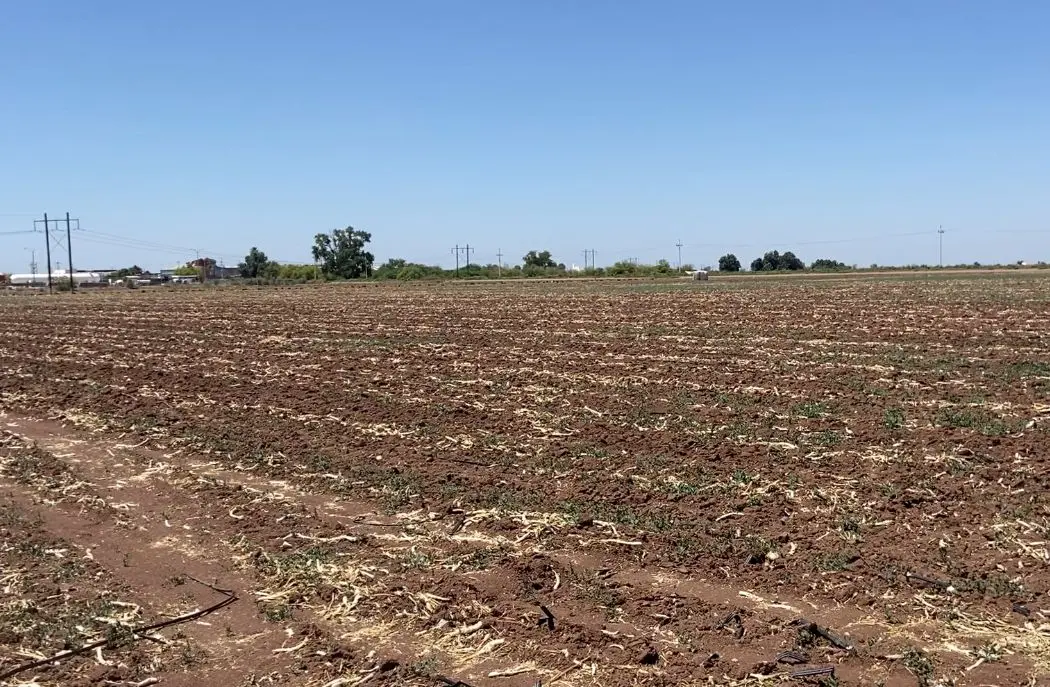 Ciclo agrícola concluye en julio, preocupan condiciones adversas