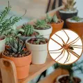 ¿Las plantas sirven para alejar a las arañas violinistas? Esto dicen los expertos