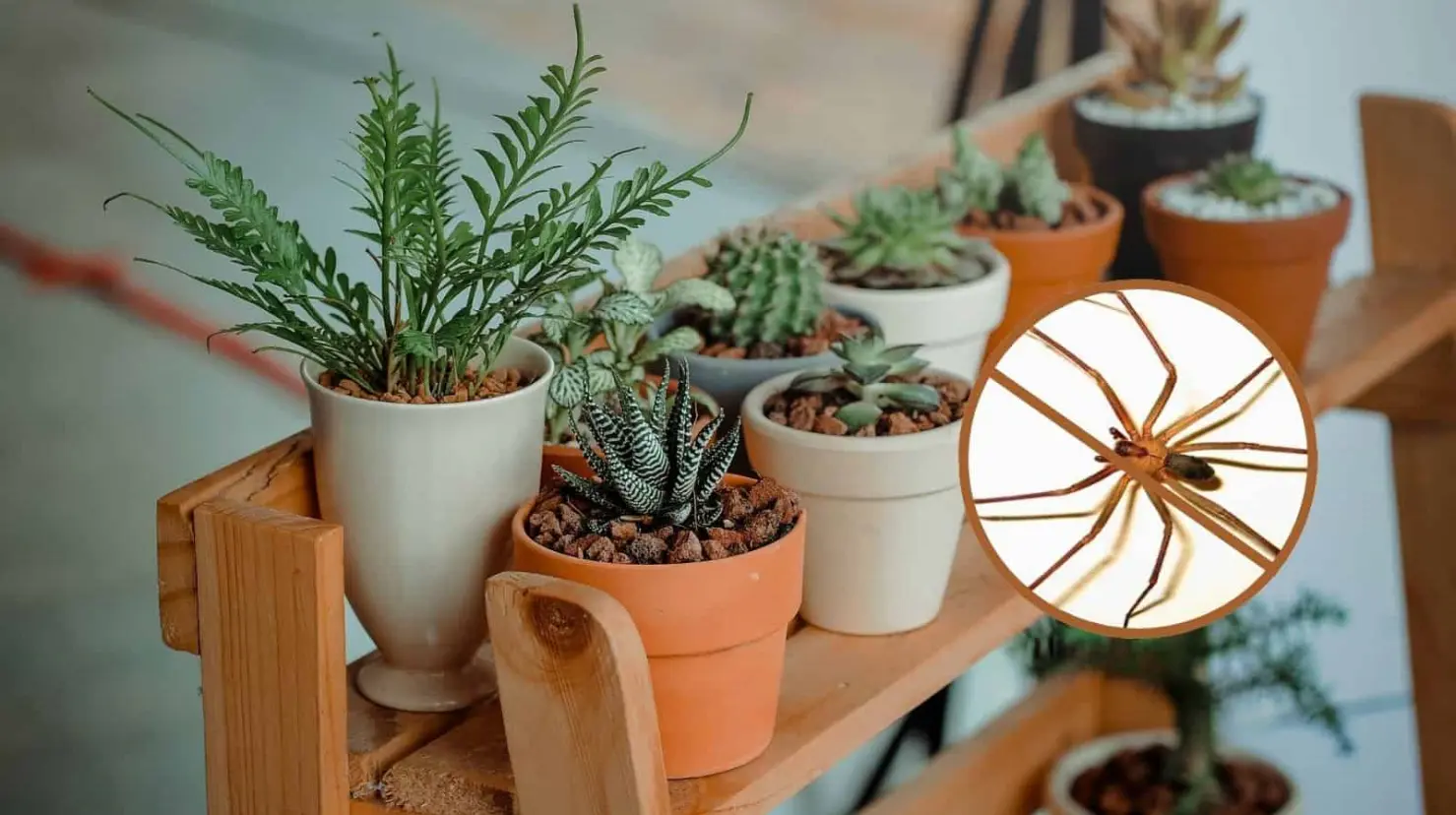 ¿Las plantas sirven para alejar a las arañas violinistas? Esto dicen los expertos