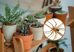 ¿Las plantas sirven para alejar a las arañas violinistas? Esto dicen los expertos