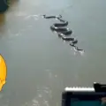 VIDEO | Captan gigantesca anaconda deslizándose en el río Amazonas