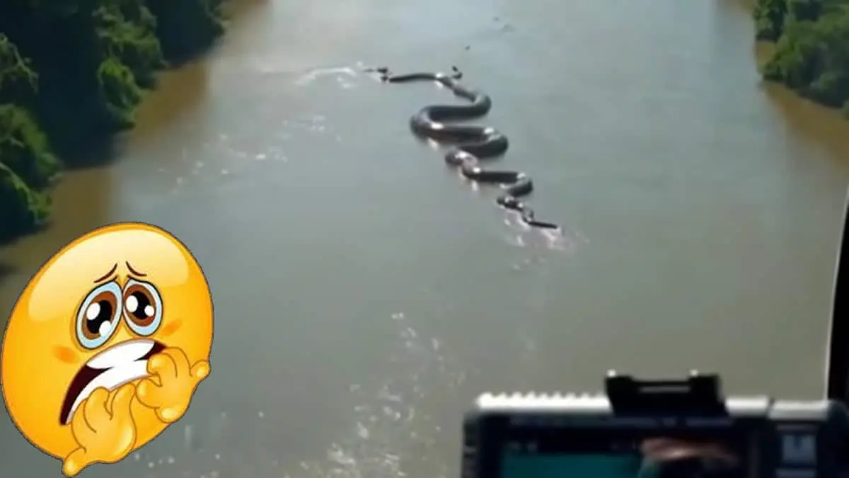 VIDEO | Captan gigantesca anaconda deslizándose en el río Amazonas