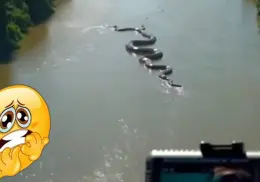 VIDEO | Captan gigantesca anaconda deslizándose en el río Amazonas