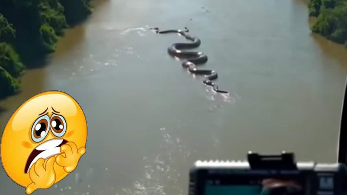 VIDEO | Captan gigantesca anaconda deslizándose en el río Amazonas