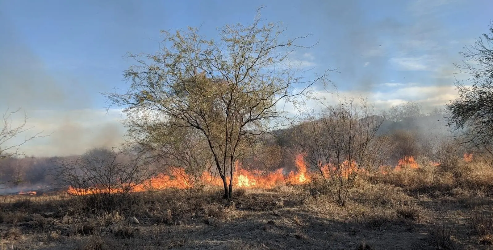 Crecen riesgos de incendios forestales