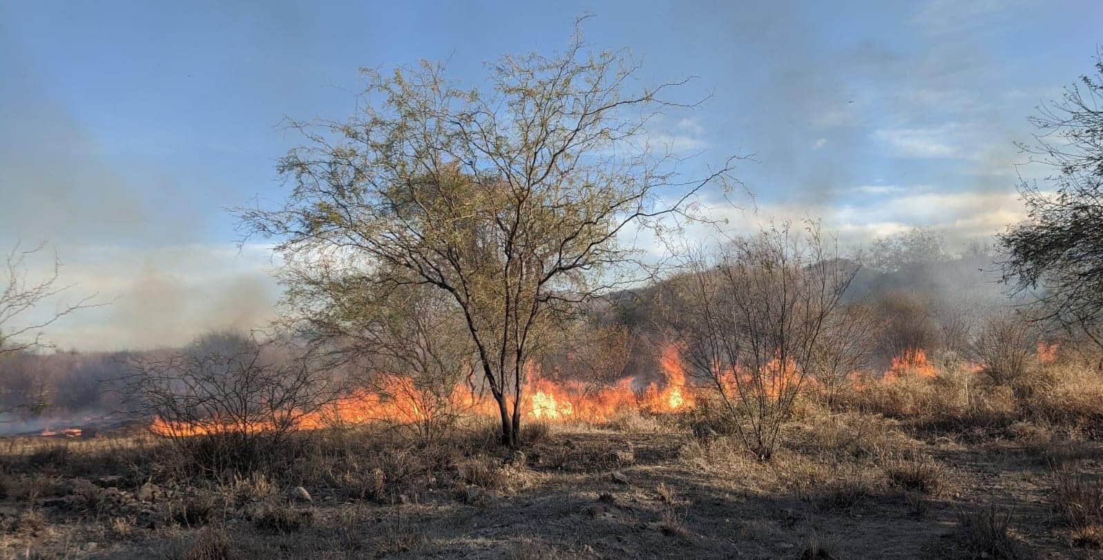 Crecen riesgos de incendios forestales