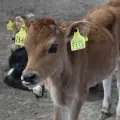 Exportación de ganado se paraliza