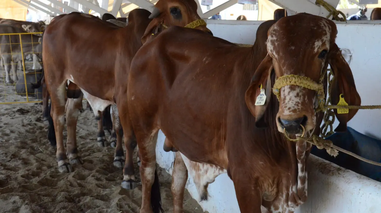 Este cambo involucra a las unidades de producción de abejas, aves, bovinos, caprinos, equinos y ovinos que se encuentren bajo riesgo de plagas y enfermedades, con la finalidad de contribuir a mantener o mejorar el estatus zoosanitario, en cada entidad federativa