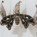 Centro cultural Yo´o Joara: Emerge par de mariposas Cuatro Espejos