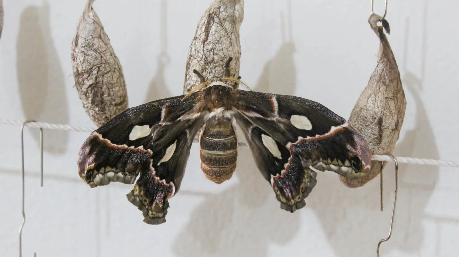 Centro cultural Yo´o Joara: Emerge par de mariposas Cuatro Espejos