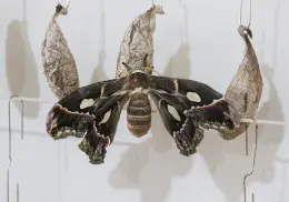 Centro cultural Yo´o Joara: Emerge par de mariposas Cuatro Espejos
