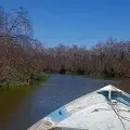 Denuncian tala de manglares en el sur de Sonora