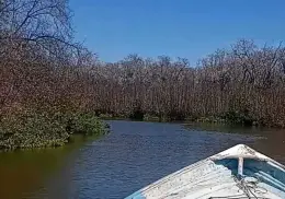 Denuncian tala de manglares en el sur de Sonora