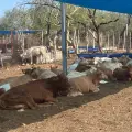 Cierre de frontera por gusano barrenador deja incertidumbre en Navojoa