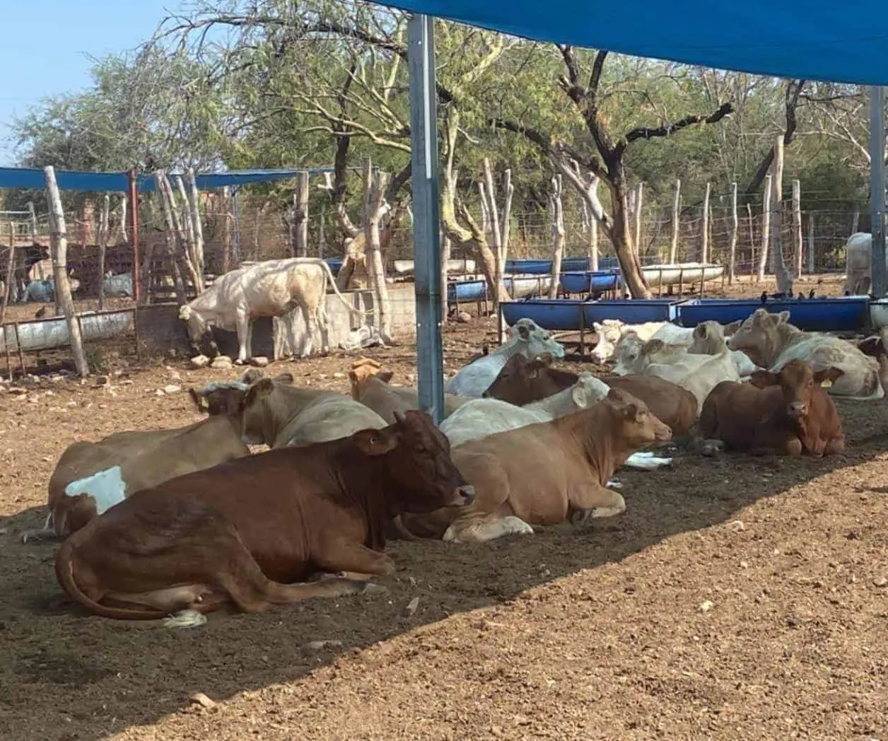 Cierre de frontera por gusano barrenador deja incertidumbre en Navojoa