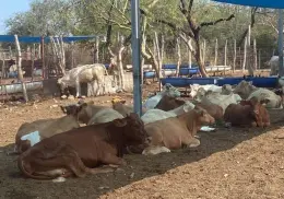 Cierre de frontera por gusano barrenador deja incertidumbre en Navojoa