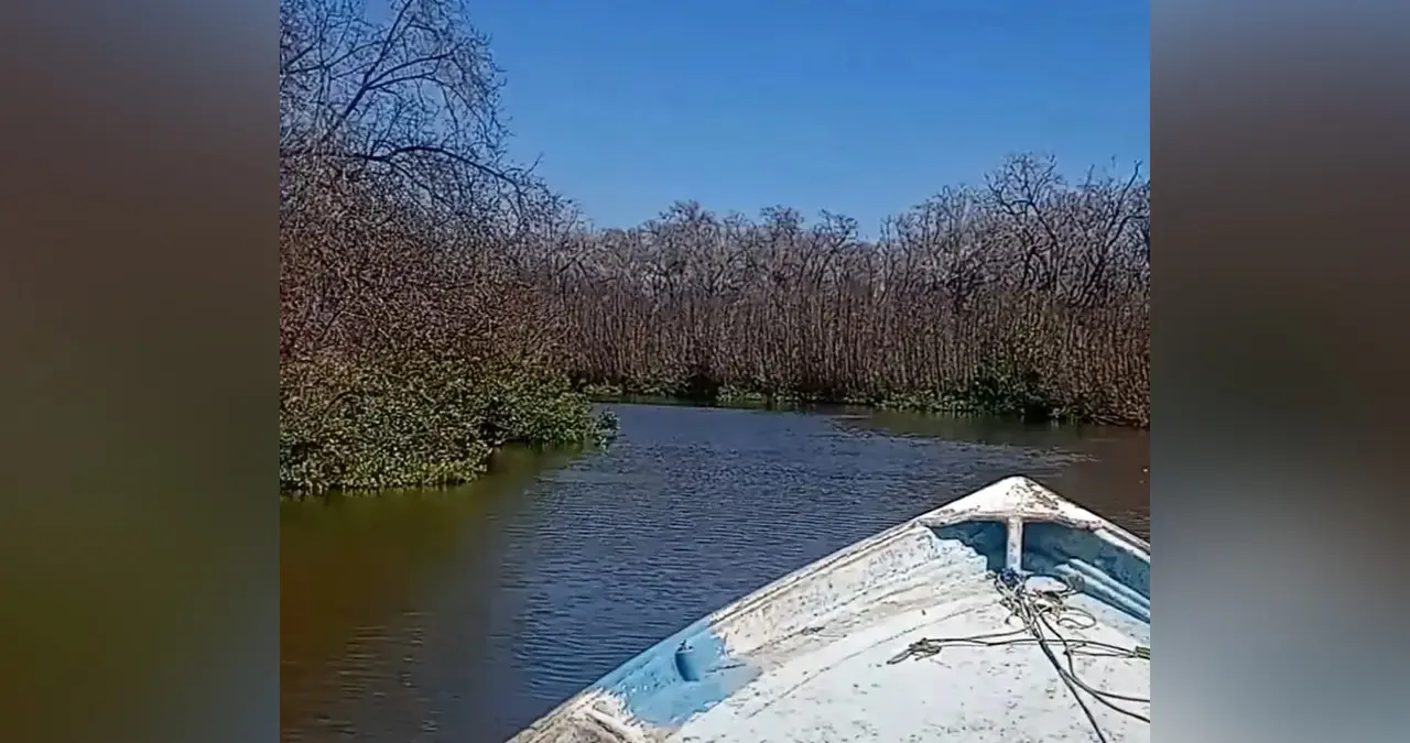 Denuncian tala de manglares en el sur de Sonora