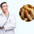 ¿Qué síntomas produce el gusano barrenador en los humanos? aquí te decimos