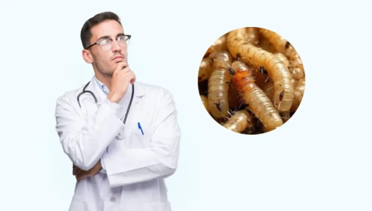 Estos son los síntomas que produce el gusano barrenador en humanos. Foto: Original