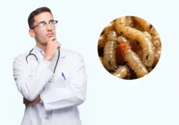 ¿Qué síntomas produce el gusano barrenador en los humanos? aquí te decimos