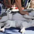 Quieren esterilizar a 80 mascotas en Cajeme