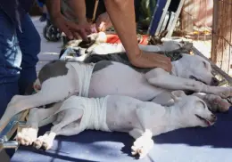 Quieren esterilizar a 80 mascotas en Cajeme