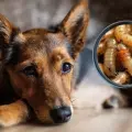 Gusano barrenador: recomendaciones para proteger a tus mascotas de esta amenaza
