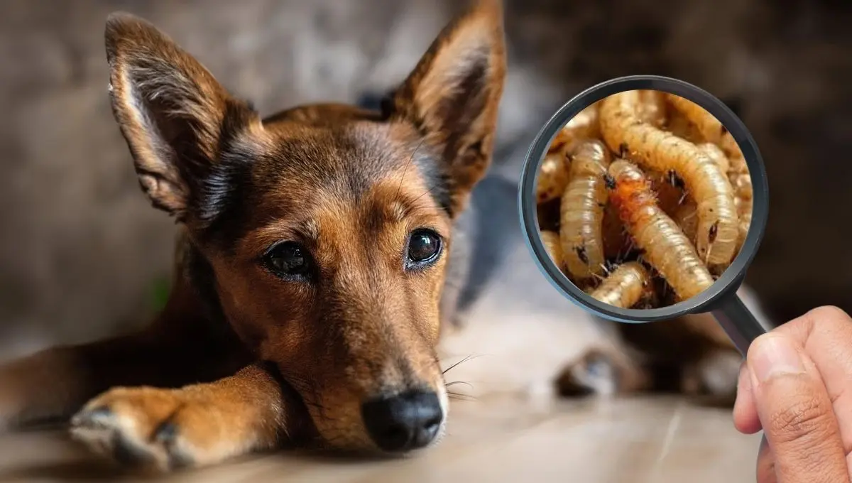 Cuida a tu mascota con estos consejos / Pixabay, Canva