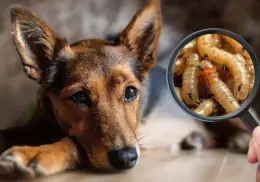 Gusano barrenador: recomendaciones para proteger a tus mascotas de esta amenaza