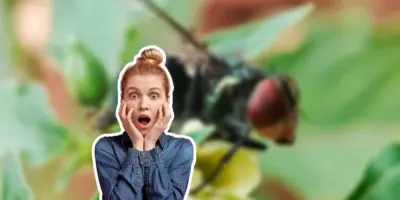 Conoce las características de la mosca del gusano barrenador y qué hacer si la detectas