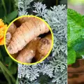 3 plantas que pueden ayudar para ahuyentar al gusano barrenador
