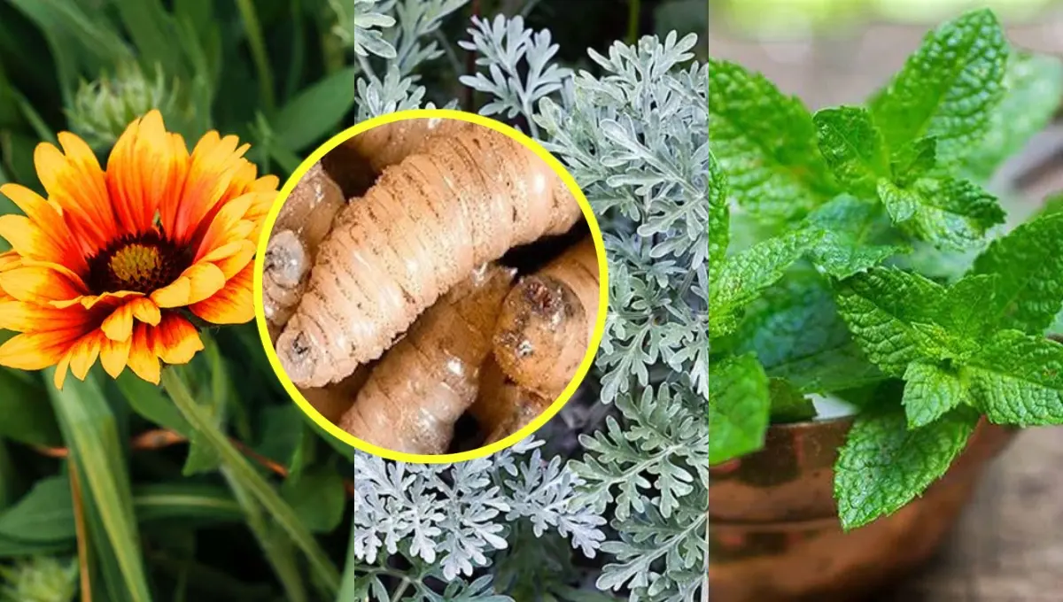 Plantas que pueden ayudar para ahuyentar al gusano barrenador. Foto: Original