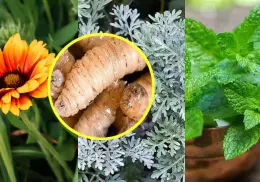 3 plantas que pueden ayudar para ahuyentar al gusano barrenador