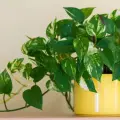 5 plantas que pueden ayudarte a eliminar la humedad de tu hogar. ¿Realmente funcionan?