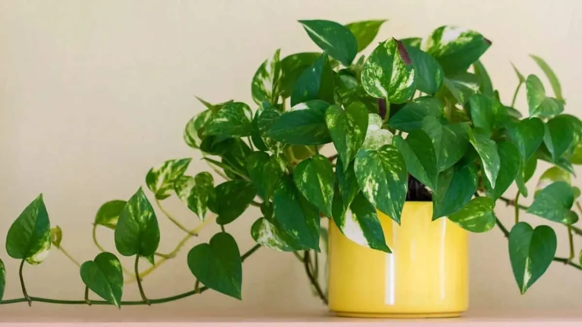 5 plantas que pueden ayudarte a eliminar la humedad de tu hogar. ¿Realmente funcionan?