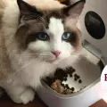 Profeco: estas son las marcas de alimento que debes evitar darles a tus gatos