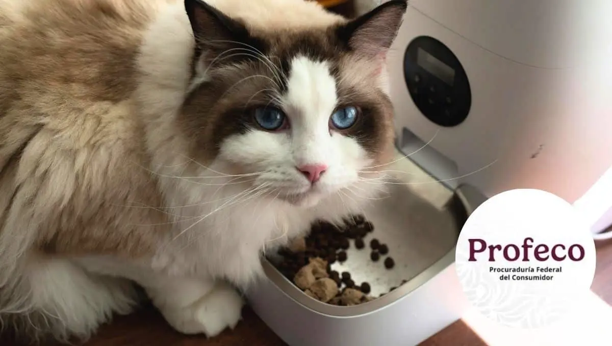 Ten en cuenta esta información para cuidar a tu mascota / Pexels