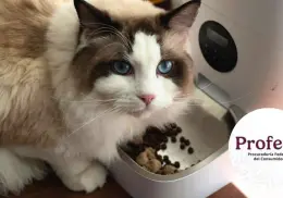 Profeco: estas son las marcas de alimento que debes evitar darles a tus gatos