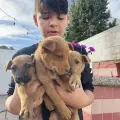 Darán mascotas en adopción en el Parque Los Pioneros 