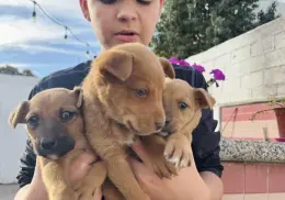 Darán mascotas en adopción en el Parque Los Pioneros 