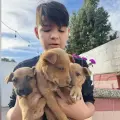 Darán mascotas en adopción en el Parque Los Pioneros 