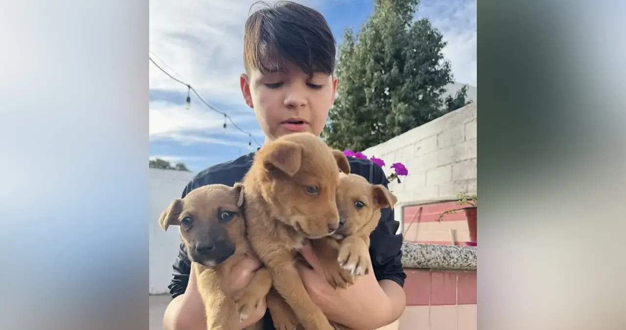 Darán mascotas en adopción en el Parque Los Pioneros 