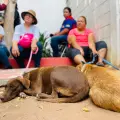 Decenas de mascotas fueron esterilizadas gratis en Cajeme