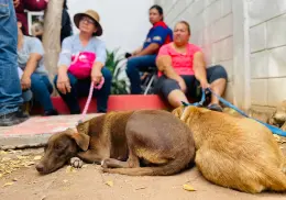 Decenas de mascotas fueron esterilizadas gratis en Cajeme