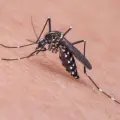 Confirman un nuevo caso de dengue en Sonora