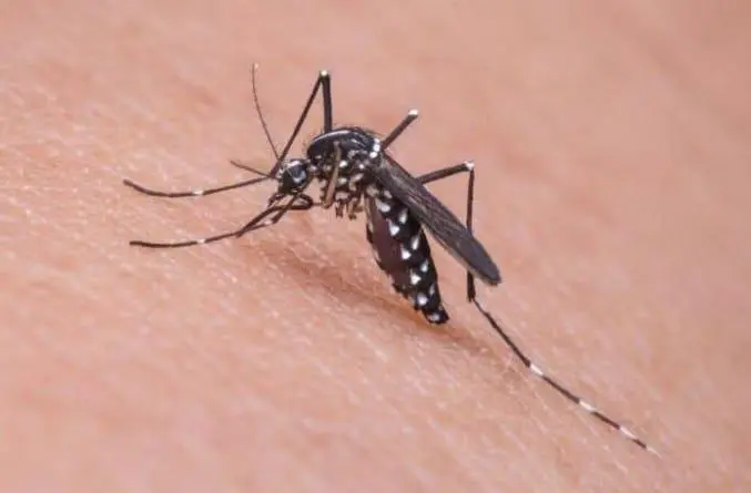 Confirman un nuevo caso de dengue en Sonora