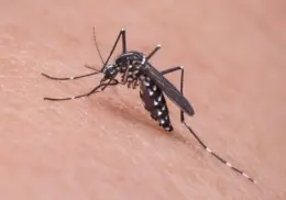 Confirman un nuevo caso de dengue en Sonora