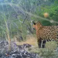Llaman a conservar el jaguar en Álamos